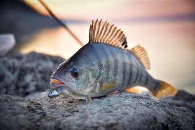 Риболов на костур на язовир Копринка